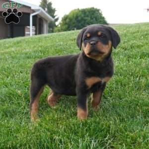 Luna, Rottweiler Puppy